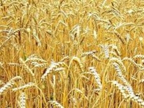 Очаква ни рекордна зърнена реколта през 2014 година