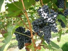 ЕС с три стъпки за оцеляването на лозари и винари в кризата