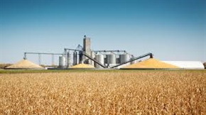  Нов спад в цената на пшеницата на световните борси