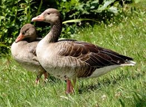 Унгарска верига иска наше гъше месо