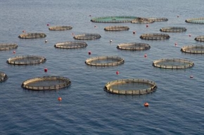 Десет процедури по Морската програма ще стартират тази година