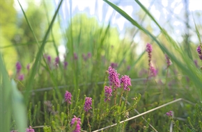 В Световния ден на земята обръщаме поглед към торфищата