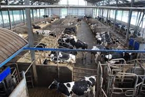  Стартират схемите за минимандри и доилна техника