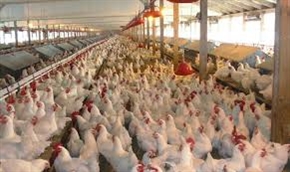 БАБХ започва проверки за фипронил в стопанствата