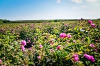 България ще кандидатства за вписване на Розовата долина в списъка с нематериално културно наследство на ЮНЕСКО