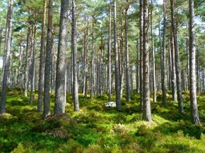 Стартира кампания за закупуване на частни гори, държавни предприятия ще инвестират до 2 млн. лв