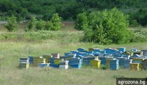 50% повече пари за национални пчеларски програми