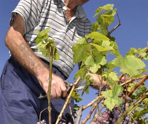 Виното поскъпва, дъждовете унищожиха 30% от гроздето