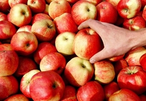 Ембаргови полски ябълки по 79 стотинки килото заляха София