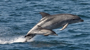 Правим общ проект с още три държави за защита на делфините в Черно море