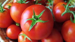 Военен завод прави домати и краставици