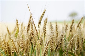  ФАО обяви прогнозата за зърното, нивите с пшеница – по-малко