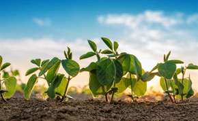 ФАО обяви 2020 г. за Международна година на здравето на растенията