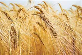 България на второ място в търговията със зърнени култури на Балканите