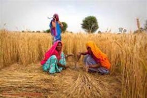  Индия извади на пазара големи количества пшеница 