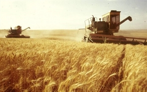 Отпускат 5 млн. лв. за нисколихвени кредити на зърнопроизводителите