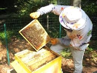 Новата пчеларска програма променя модела на финансиране за оборудване и лабораторни анализи