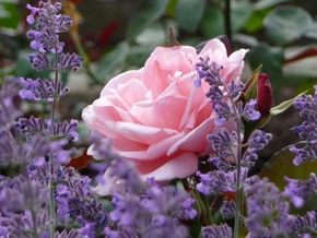Роза дамасцена е част от световното нематериално културно наследство на ЮНЕСКО
