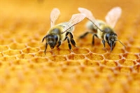 Пчеларите остават без помощ от държавата