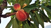 ЕК отпусна средства за подпомагане на производителите на плодове и зеленчуци