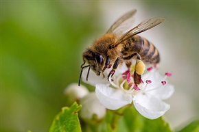 В ЕС стартира онлайн платформа за събиране на данни за здравето на пчелите