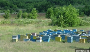 С бюджет от близо 4.6 млн. лева стартира новият прием по пчеларската програма