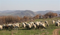 ЕС ще насърчава рекламирането на овче и козе продукти