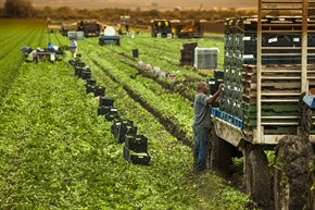  От семена до плодове: България внася все повече селскостопански стоки от САЩ 