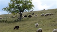 Още две седмици овцевъдите кандидатстват за de minimis