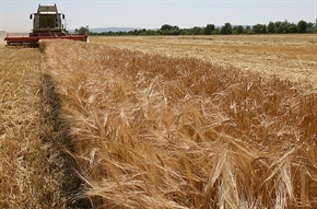 Обратно начисляване на ДДС при доставки на зърно се отлага за след 1 януари 2014 г