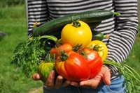 Нова мярка: Стимулират извънредно зеленчукопроизводството на база доходи от продажби